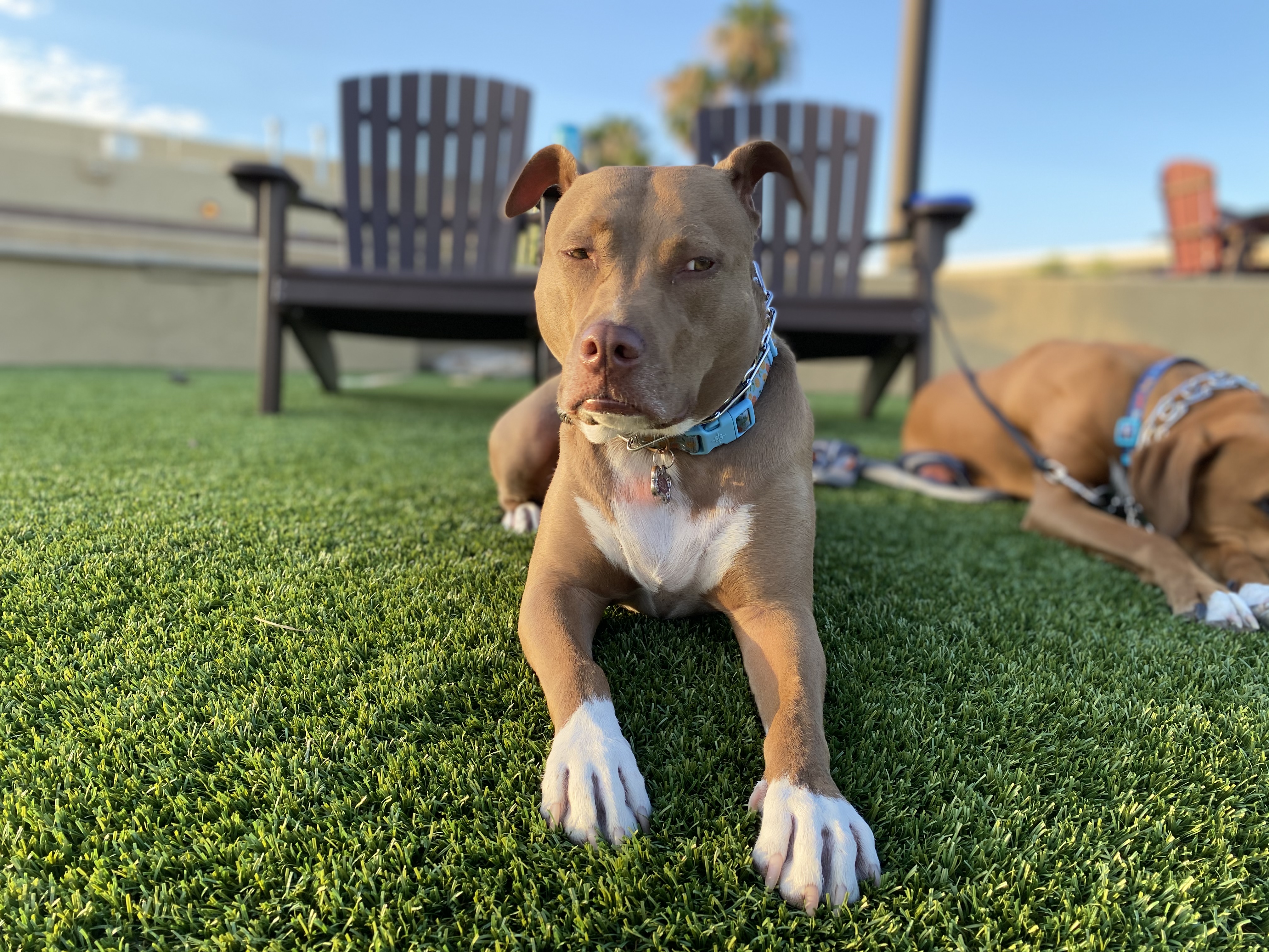 Bella the dog
